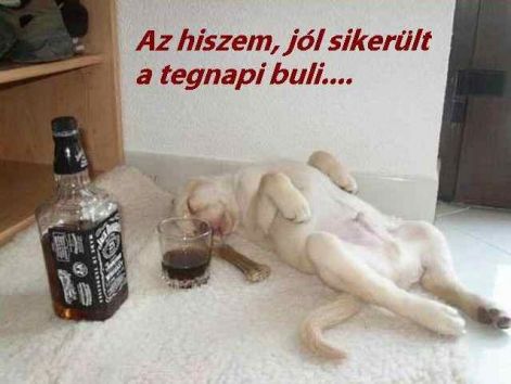 vicces_k__p_kutyusos.jpg